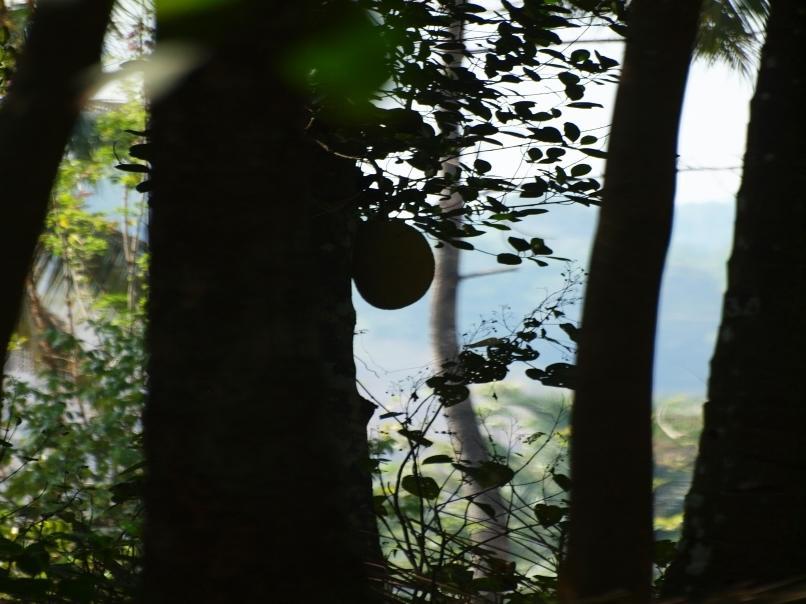 Chedi Spring Valley Athirappilly Exterior foto